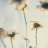 white petaled flowers in bloom